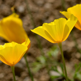 ESCHSCHOLZIA caespitosa (California Poppy, Dwarf)