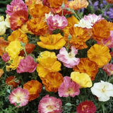 ESCHSCHOLZIA californica 'Ballerina Mix' (California Poppy, Mixed with Crimped Petals - Ballerina Mix)