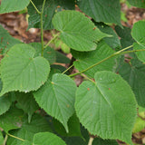 Tilia cordata (Littleleaf Linden)