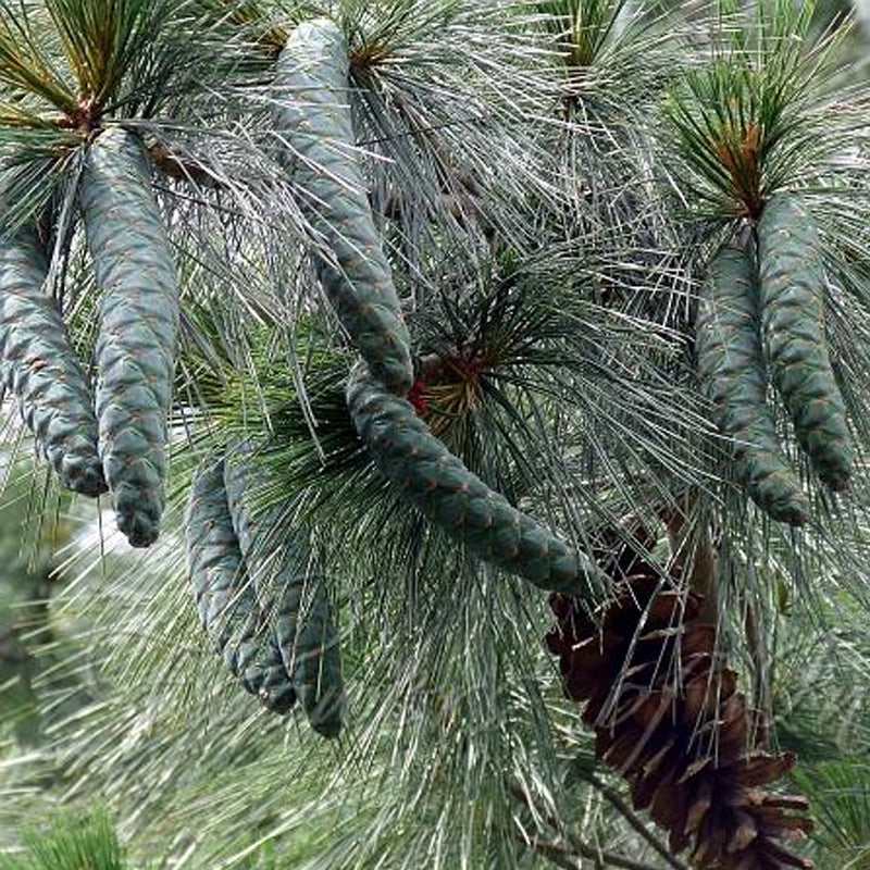 Pinus griffithi (wallichiana) (Western Himalayan Pine)