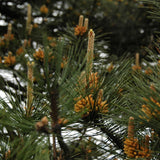 Pinus hwangshanensis (Huangshan Pine, Huang Shan Pine, Yellow Mountain Pine)