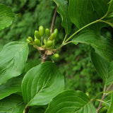 Cornus officinalis (Asiatic Dogwood, Japanese Cornelian Cherry)