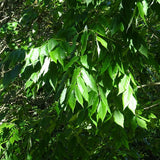 Fraxinus latifolia (Oregon Ash)