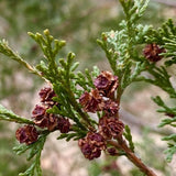 Chamaecyparis thyoides (Atlantic White Cedar)