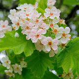 Crataegus mollis (Downy Hawthorn)