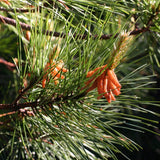 Pinus echinata (Shortleaf Pine)