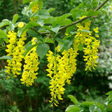 Laburnum alpinum (Scotch Laburnum)