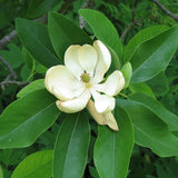 Magnolia virginiana Northern (Sweetbay Magnolia)