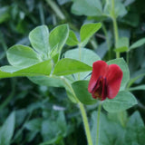 Lotus tetragonolobus (Squarepod Deervetch)