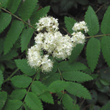 Sorbus aucuparia (European Mountain Ash)