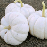 Gooligan PMT F1 Hybrid Pumpkin (Cucurbita maxima)