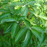 Cornus capitata (Evergreen Dogwood)