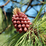 Pinus engelmannii (Apache Pine)