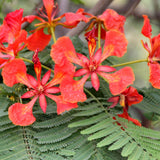 Delonix regia (Flamboyant, Flame Tree, Royal Poinciana)