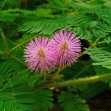 Mimosa pudica (Sensitive Plant)