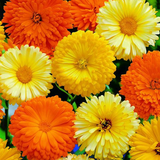 Calendula offinalis (Calendula, Mixed: Pacific Beauty Mix, Pot Marigold)