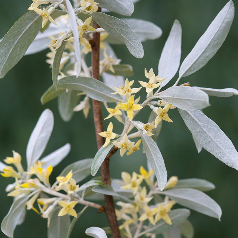 Elaeagnus commutata (American Silverberry, Wolf Willow)