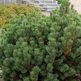 Pinus mugo pumilio (Shrubby Swiss Pine, Dwarf Mugo Pine)