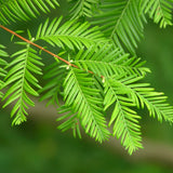 Metasequoia glyptostroboides (Dawn Redwood) Min. Cut 80% Germ.