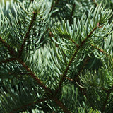 Abies magnifica shastensis (Shasta Red Fir)