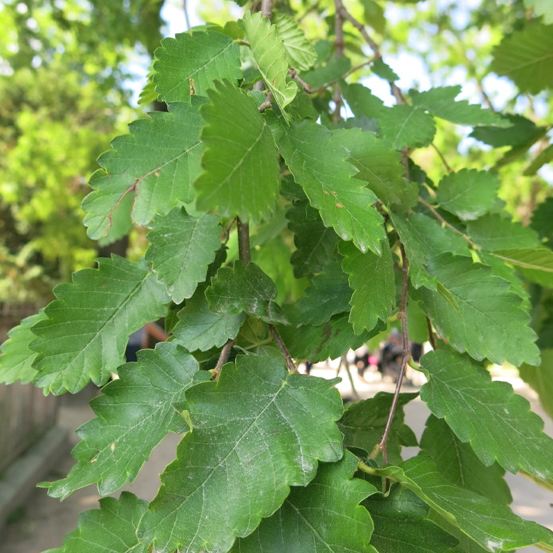 Zelkova carpinifolia (Elm Zelkova, Caucasian Zelkova)