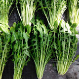 Catalogna Emerald Endive (Cichorium endivia)