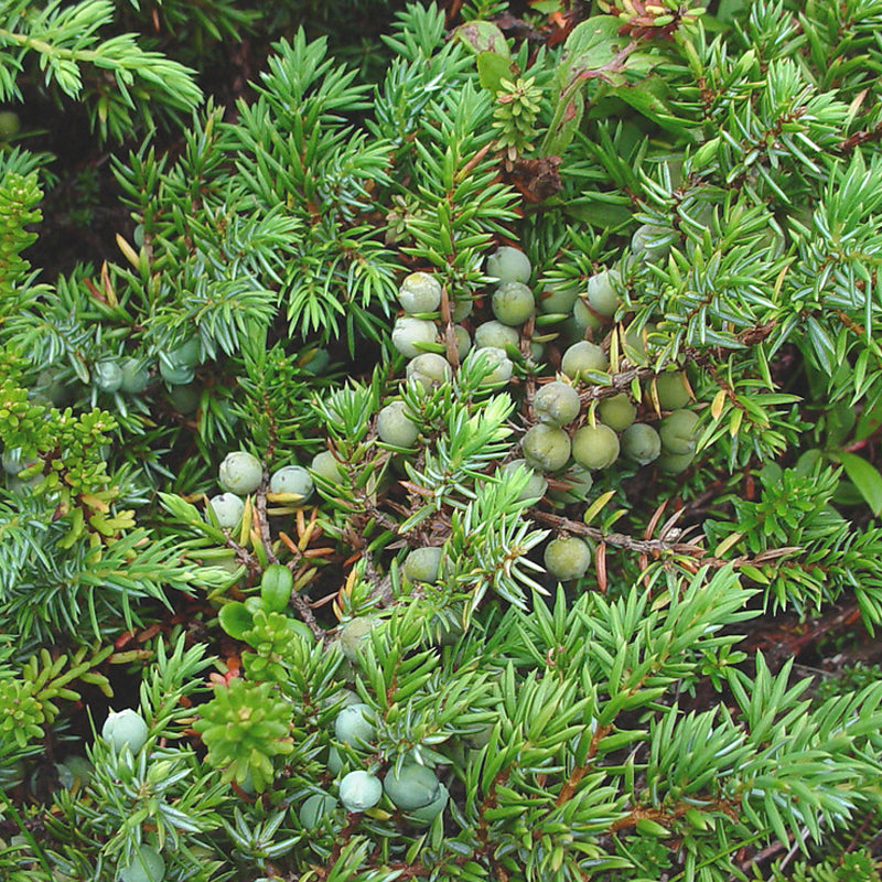Juniperus communis (Common Juniper)