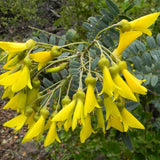 Sophora macrocarpa (Mayo, Mayú)
