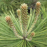 Pinus jeffreyi (Jeffrey Pine)