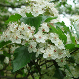 Crataegus viridis (Black Hawthorn)