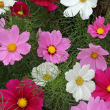 COSMOS bipinnatus (Cosmos, Dwarf Mixed)