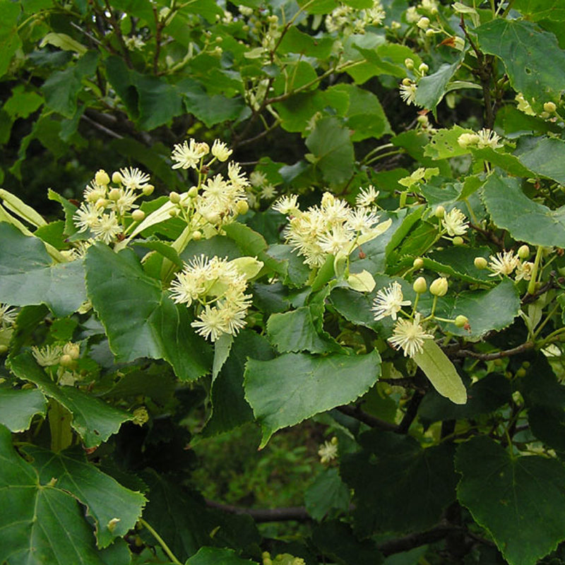 Tilia amurensis (Amur Linden)
