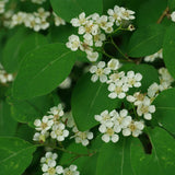 Cotoneaster multiflorus (Many-flowered Cotoneaster)