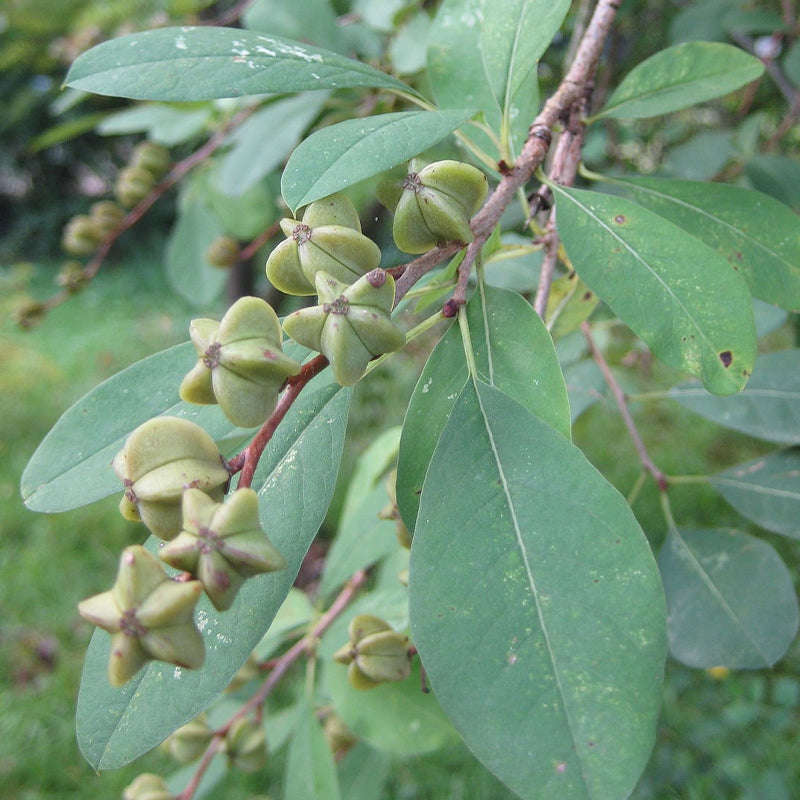 Exochorda racemosa (Common Pearlbush)