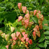 Koelreuteria bipinnata (Chinese Flame Tree)