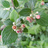 Cotoneaster dielsianus  c.s. (Diel's Cotoneaster)