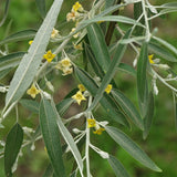 Elaeagnus angustifolia (Russian Olive, Russian Silverberry, Oleaster)