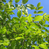 Juglans regia Hardy Carpathian (Persian Walnut)