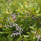 Myrica pensylvanica d.b. (with Wax) (Bayberry)