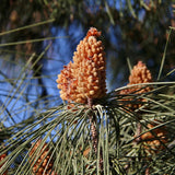 Pinus pinea (Italian Stone pine)