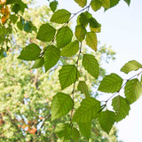 Betula nigra Northern (River Birch)