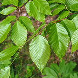 Fagus americana (grandifolia) (American Beech)