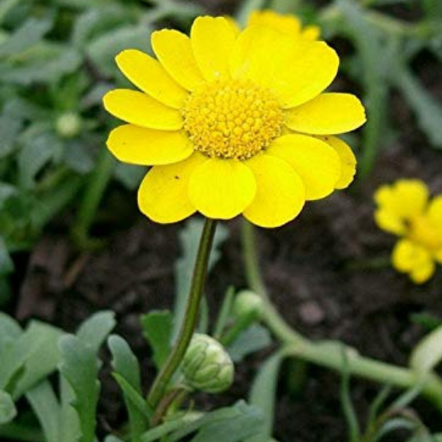 Chrysanthemum multicaule Yellow Daisy