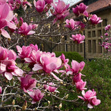 Magnolia soulangeana (Saucer Magnolia)