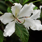 Bauhinia purpurea Alba (White Orchid Tree)