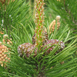 Pinus mugo mughus (Mugo Pine)