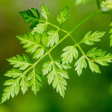 Chervil, Curled (Anthriscus cerefolium)