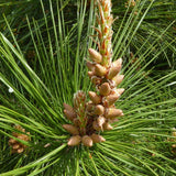 Pinus tabulaeformis (Chinese Table Pine, Southern Chinese Pine)