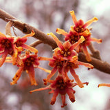 Hamamelis vernalis ( Vernal Witchazel, Ozark Witchhazel, Spring Blooming Witch Hazel)