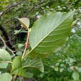 Alnus nitida (Himalayan Alder)